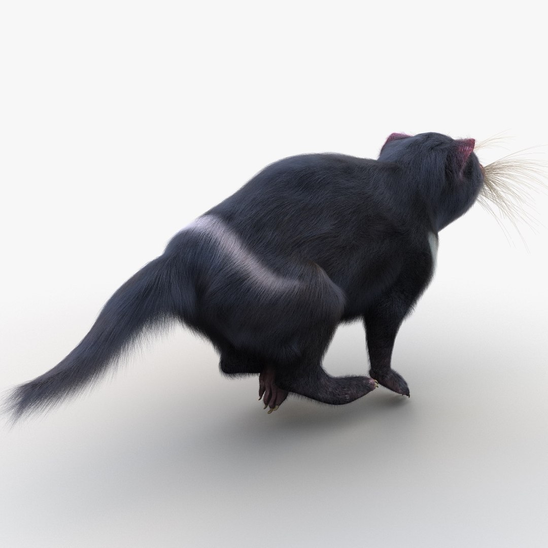 3d Tasmanian Devil Fur Pose Model