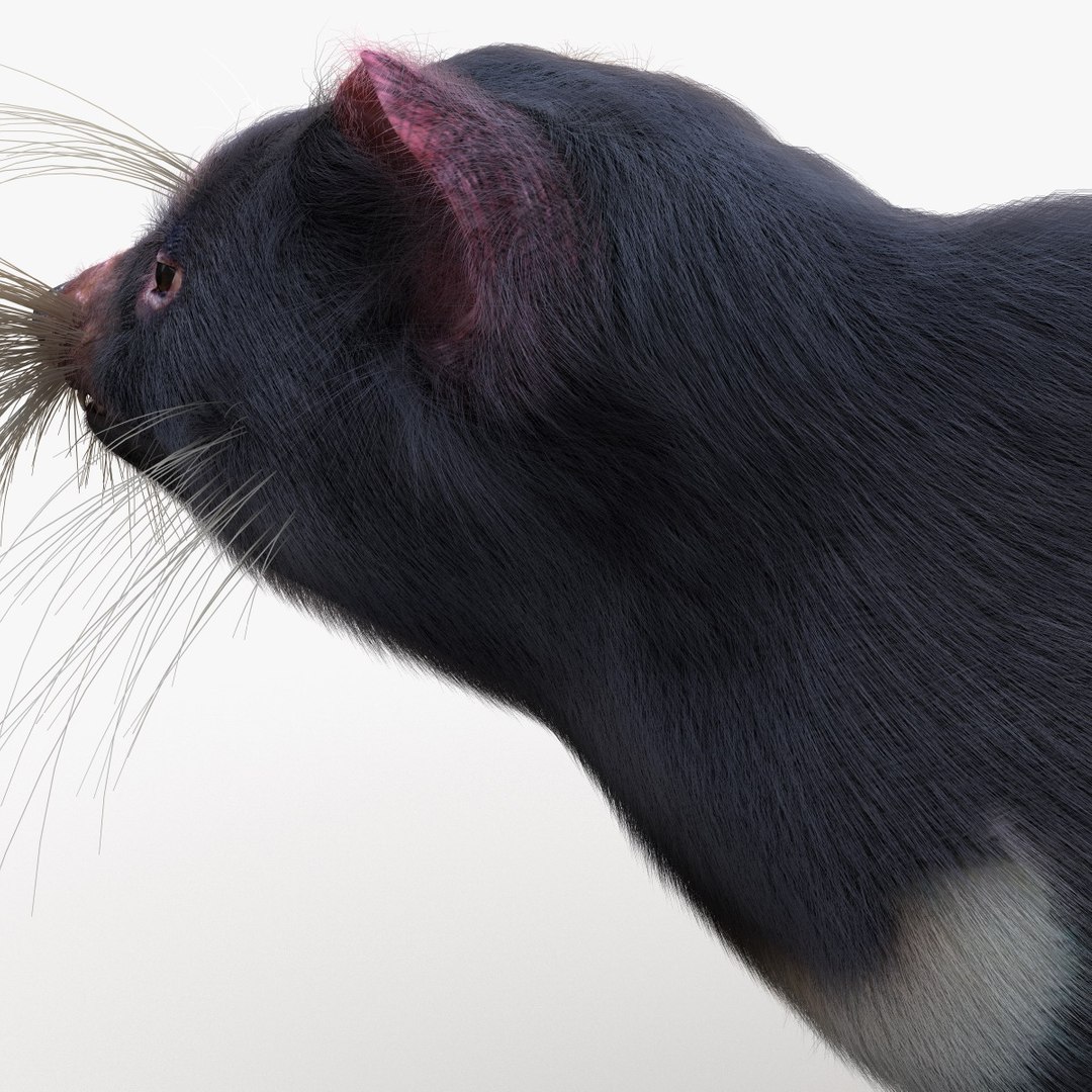 3d Tasmanian Devil Fur Pose Model