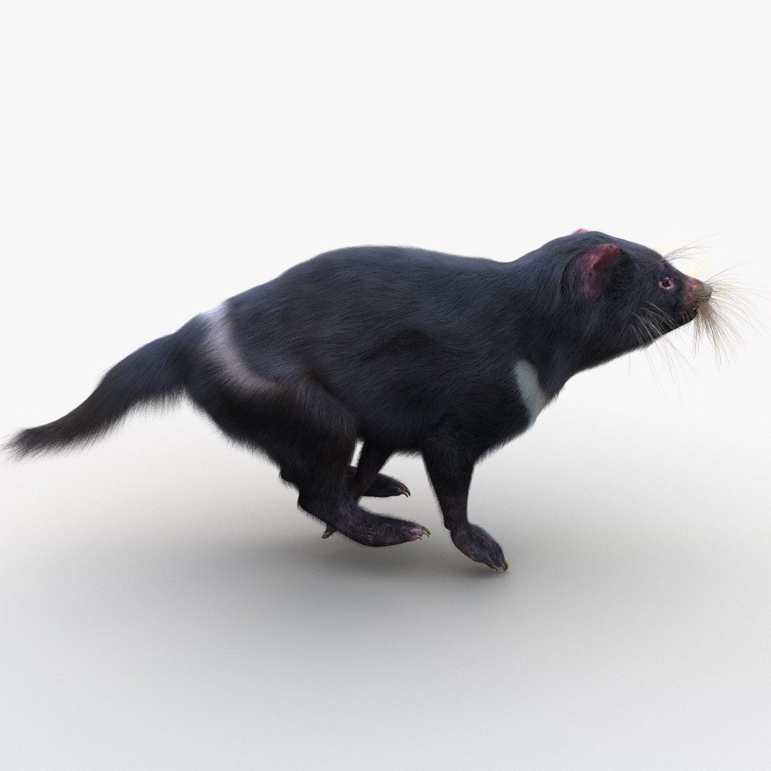 3d Tasmanian Devil Fur Pose Model