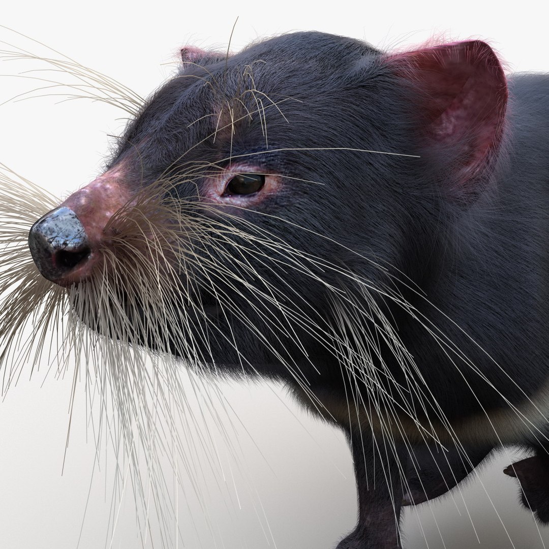 3d Tasmanian Devil Fur Pose Model