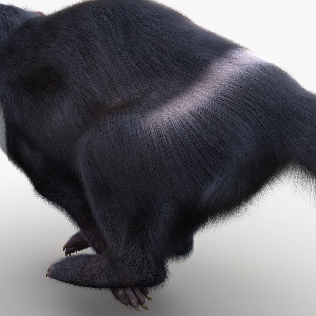 3d Tasmanian Devil Fur Pose Model