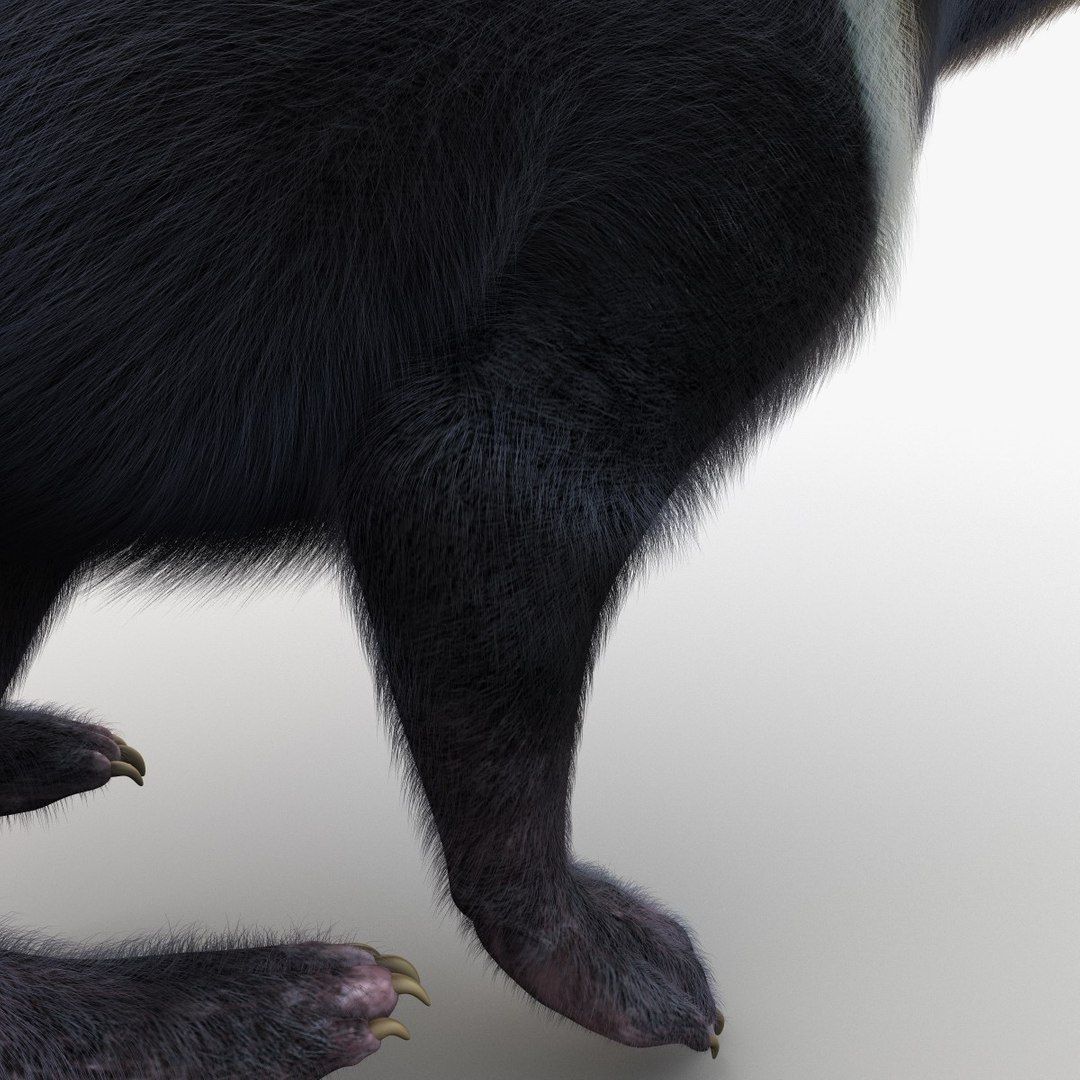3d Tasmanian Devil Fur Pose Model