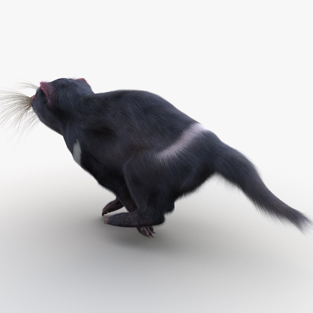 3d Tasmanian Devil Fur Pose Model