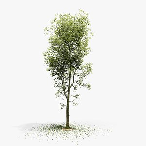 European Beech 01 3D Scanned Animated 3D model