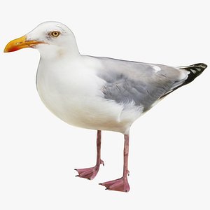 Gull