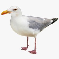Gull
