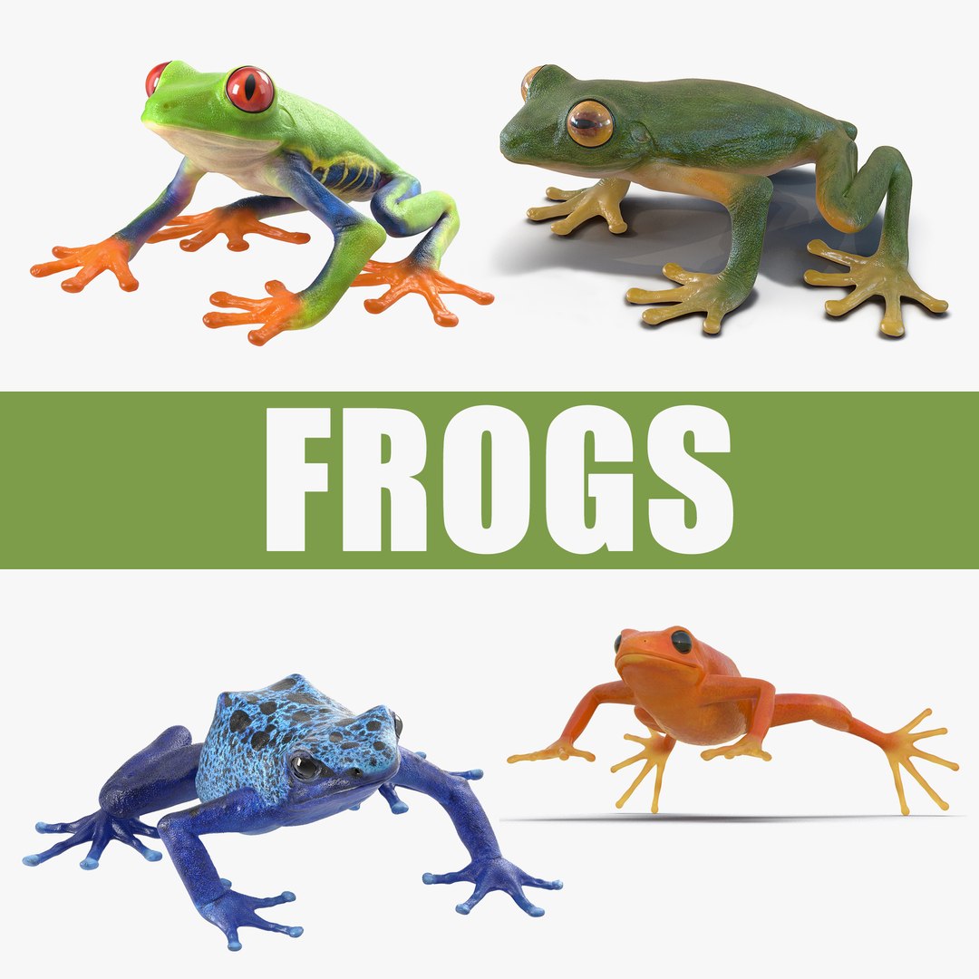 Frogs 3D Model Collection 2 3D model preview