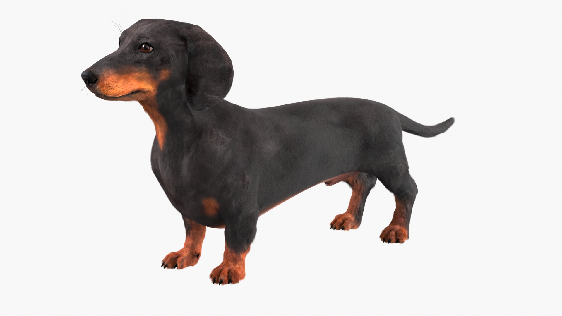 Smooth-Haired Dachshund Dog Black Fur for Cinema 4D model https://p.turbosquid.com/ts-thumb/5V/IWqsLR/Ey/smoothhaired_dachshund_dog_black_fur_360/jpg/1760329583/1920x1080/turn_fit_q99/70c5353e30d441eeca47d9829c45339f41d89403/smoothhaired_dachshund_dog_black_fur_360-1.jpg