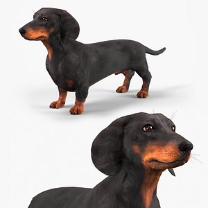 Smooth-Haired Dachshund Dog Black Fur for Cinema 4D model