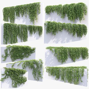 Virginia creeper collection