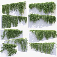Virginia creeper collection