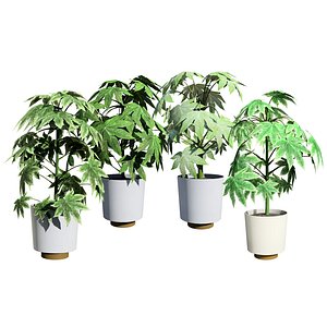 3D Spider Web Japanese Aralia 3D Asset model