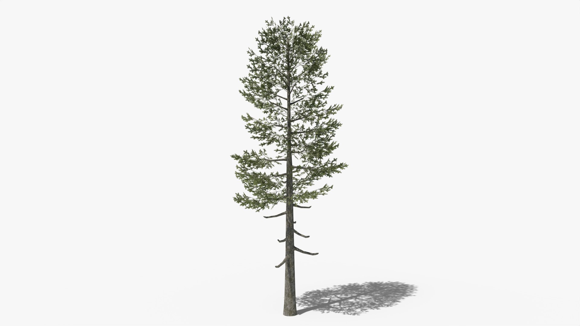 3D Lowpoly Pine v5 https://p.turbosquid.com/ts-thumb/5V/ekn1GF/xP/01/png/1690635619/1920x1080/fit_q87/2361d127dd6afa9acaad865b010ca4d4177488ac/01.jpg