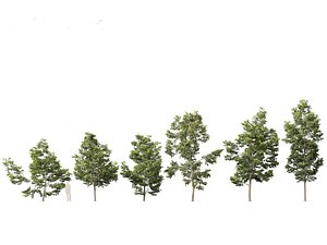 Robinia pseudoacacia - Black locust 02
