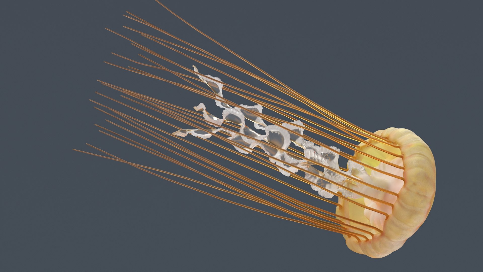 Chrysaora Fuscescens Jellyfish Rigged For Maya Animated Set 3D model https://p.turbosquid.com/ts-thumb/5V/mqkhMN/CE/chrysaora_fuscescens_jellyfish_rigged_for_maya_animated_set_006/jpg/1771321262/1920x1080/fit_q87/be20e01be0bbad36bfe464bda8f9aa9c2cc26090/chrysaora_fuscescens_jellyfish_rigged_for_maya_animated_set_006.jpg