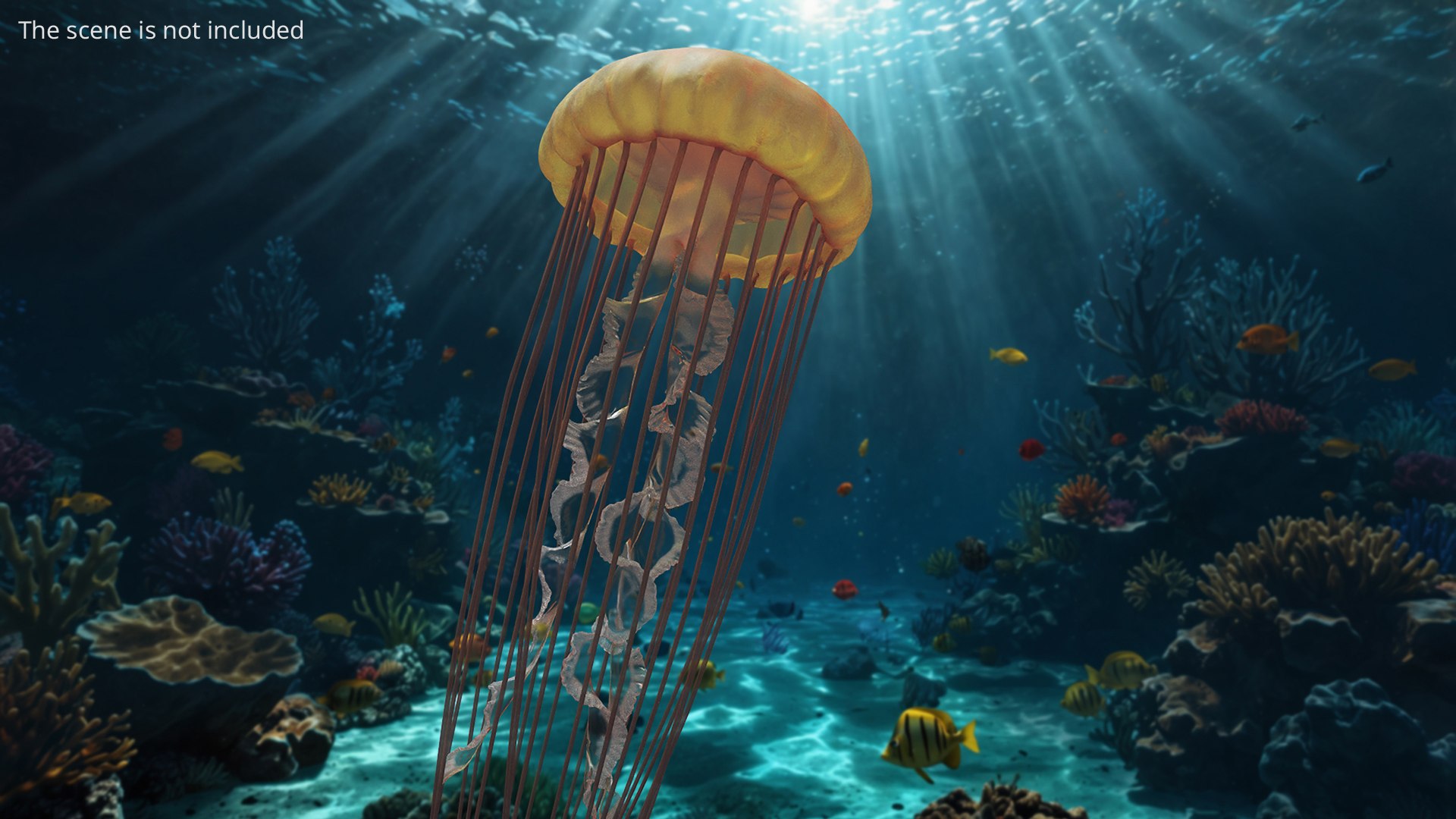 Chrysaora Fuscescens Jellyfish Rigged For Maya Animated Set 3D model https://p.turbosquid.com/ts-thumb/5V/mqkhMN/RT/chrysaora_fuscescens_jellyfish_rigged_for_maya_animated_set_003/jpg/1771321254/1920x1080/fit_q87/e9ef56b7d114b2c130914aa93ddf2847a7d515e9/chrysaora_fuscescens_jellyfish_rigged_for_maya_animated_set_003.jpg