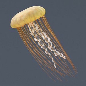 Chrysaora Fuscescens Jellyfish Rigged For Maya Animated Set 3D model