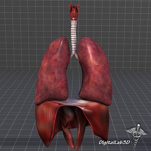 3d model of respiratory complete
