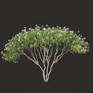 XfrogPlants Serviceberry - Amelanchier Lamarckii