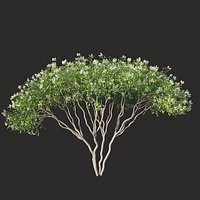 XfrogPlants Serviceberry - Amelanchier Lamarckii
