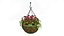Hanging Basket Plants 1A
