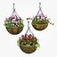 Hanging Basket Plants 1A