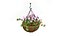 Hanging Basket Plants 1A