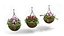 Hanging Basket Plants 1A
