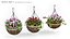 Hanging Basket Plants 1A