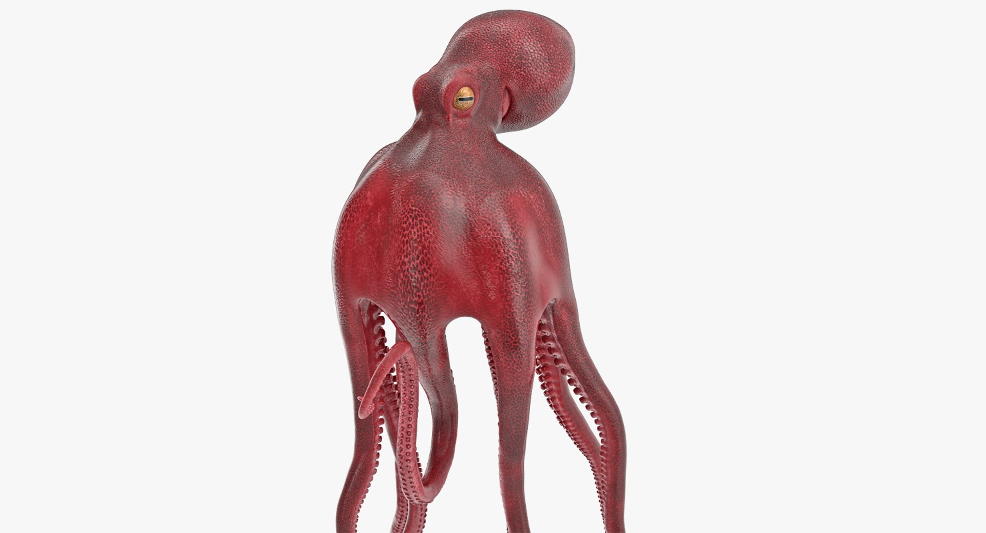Octopus Vulgaris Swiming Pose 3D Model 3D model preview
