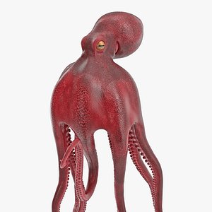octopus vulgaris swiming pose 3D
