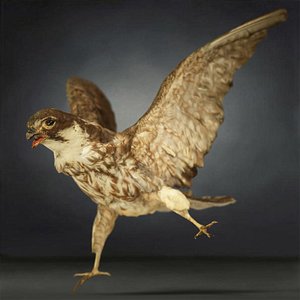 3D animal digital photogrammetry