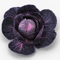 Leafy Cabbage Head Purple Dark