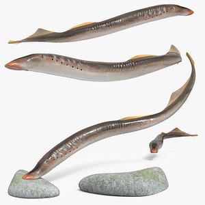 Lamprey Fish Set Animated Rigged For Maya 3D model