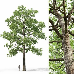 Oak-tree 05 3D model