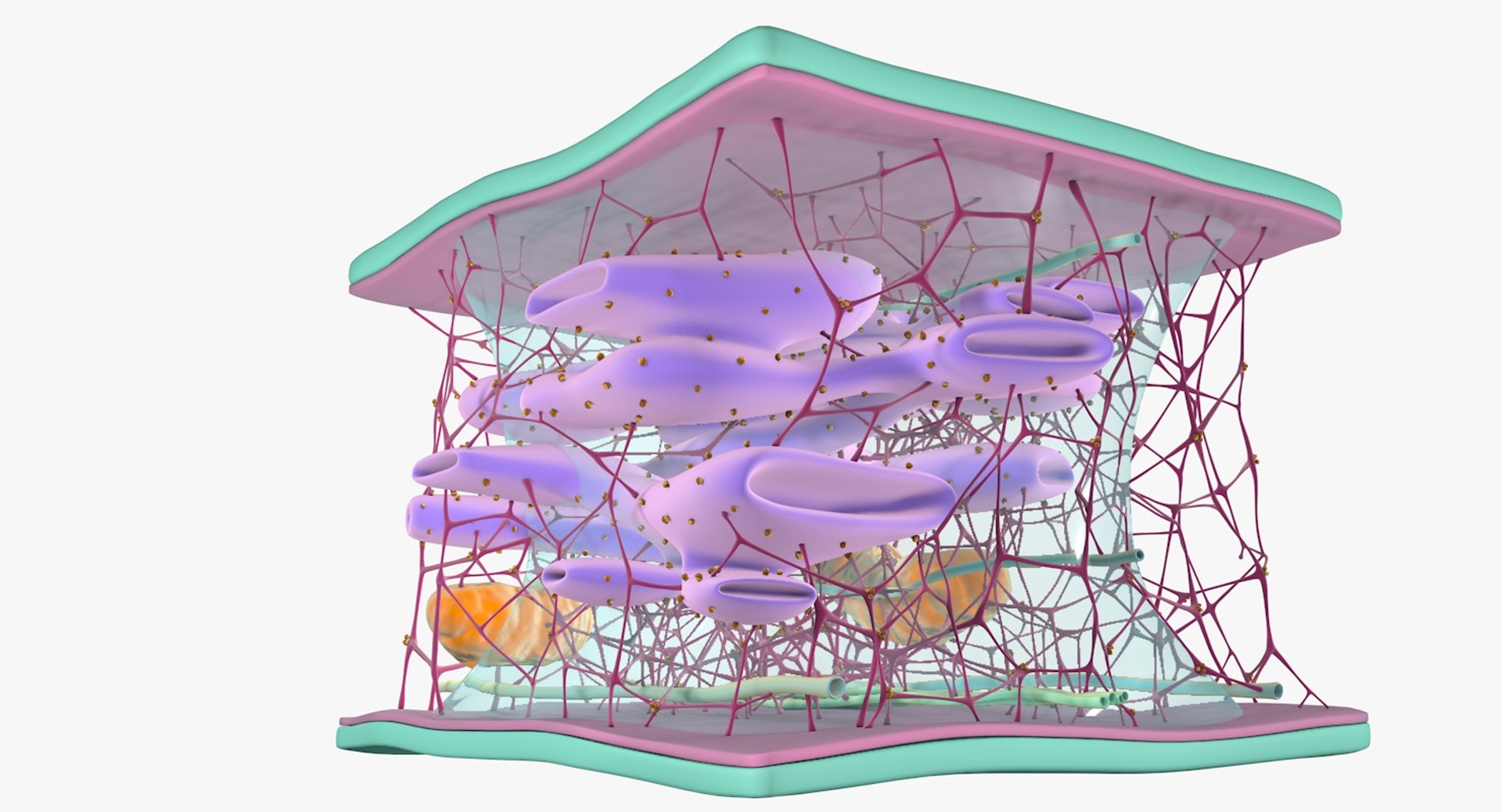 3D Cytoskeleton Structure Cell - TurboSquid 1295229