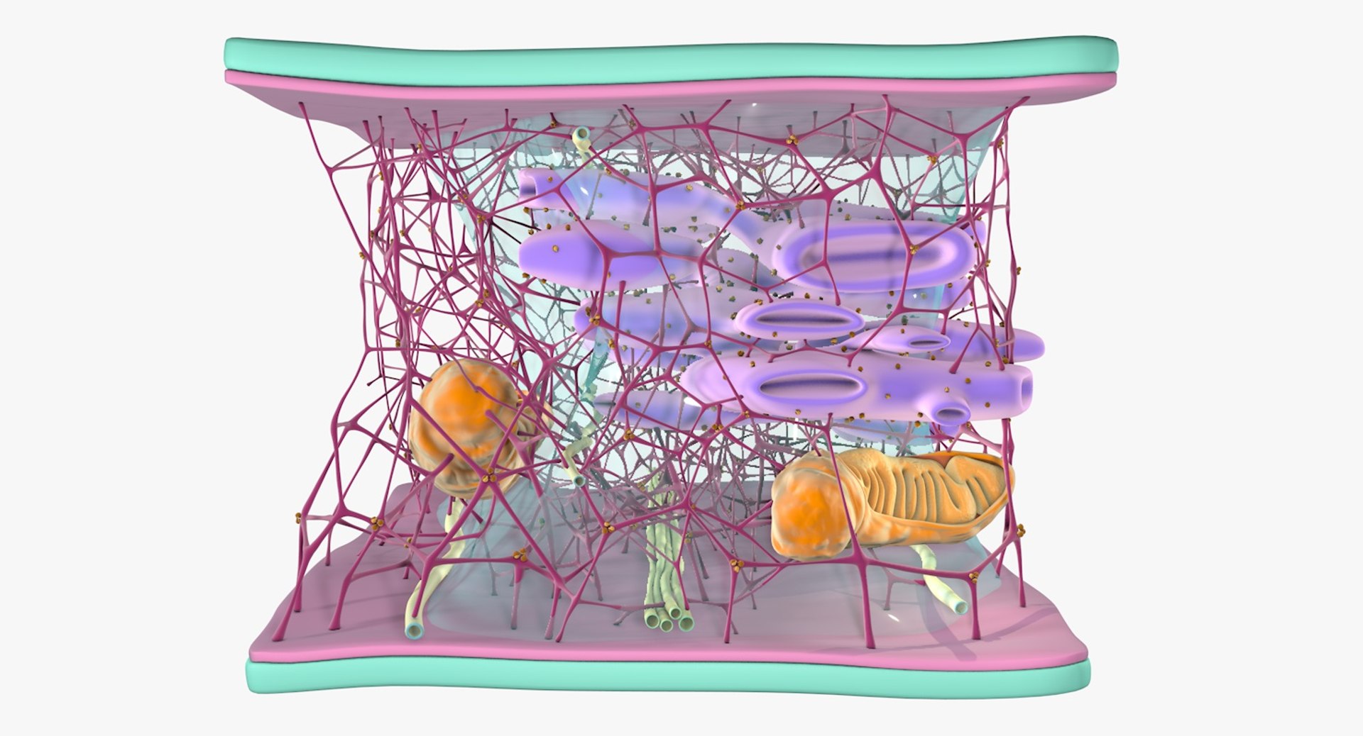 3D Cytoskeleton Structure Cell - TurboSquid 1295229