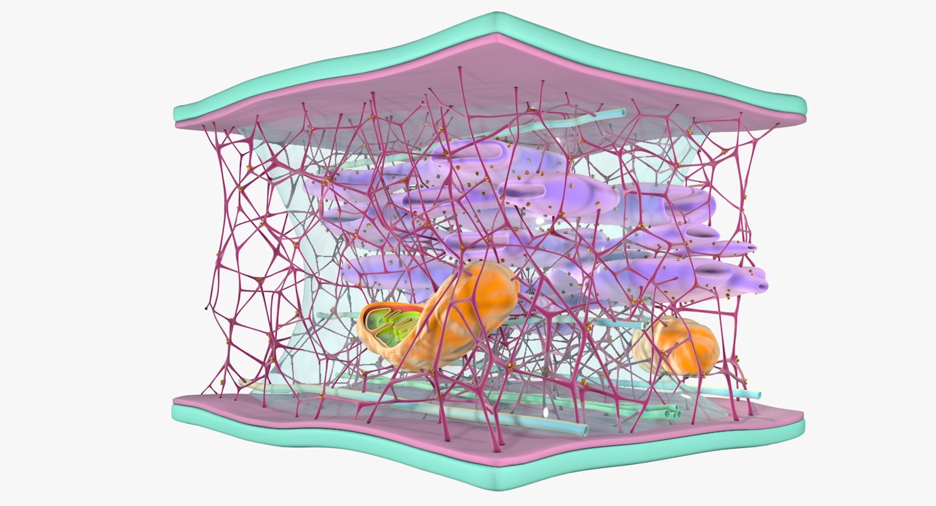 3D Cytoskeleton Structure Cell - TurboSquid 1295229