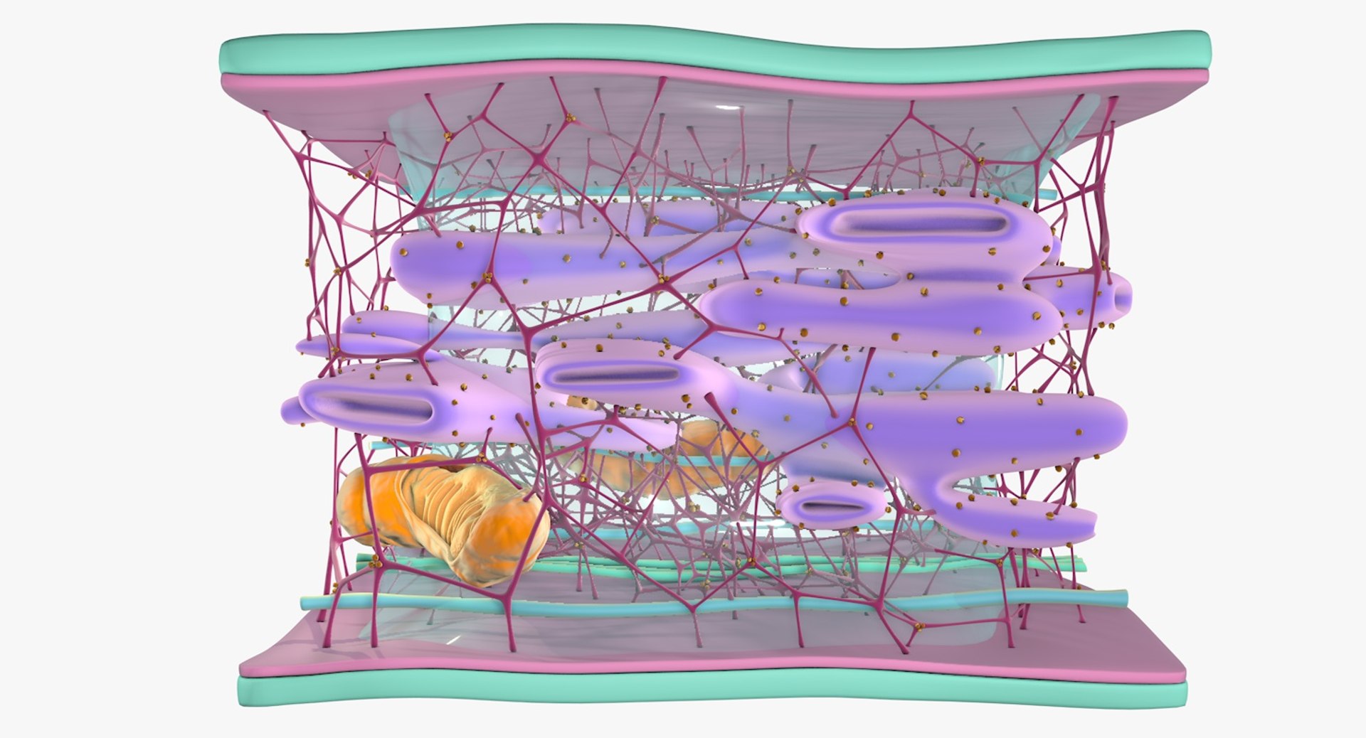 3D Cytoskeleton Structure Cell - TurboSquid 1295229