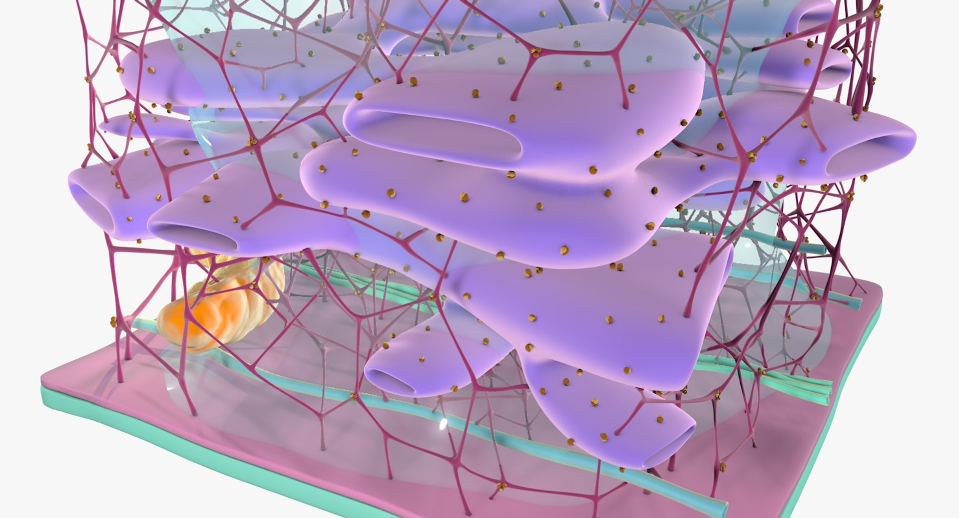 3D cytoskeleton structure cell - TurboSquid 1295229