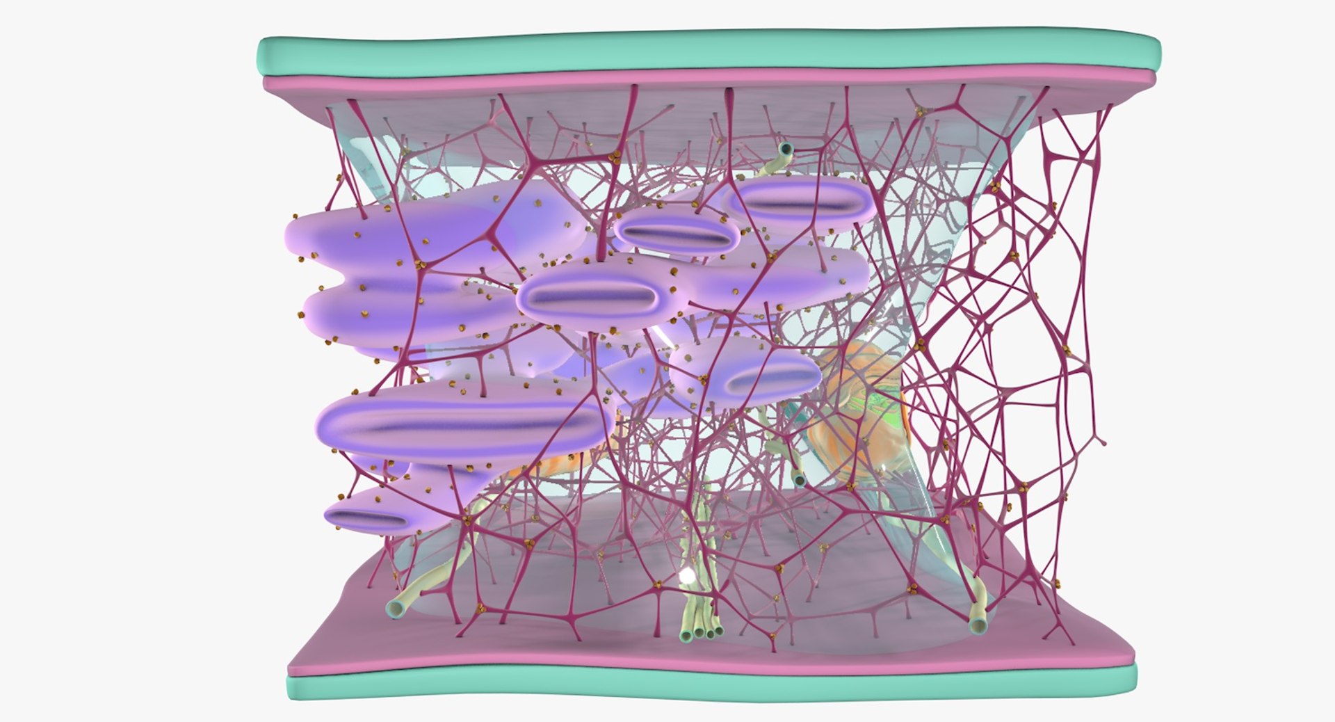 3D Cytoskeleton Structure Cell - TurboSquid 1295229