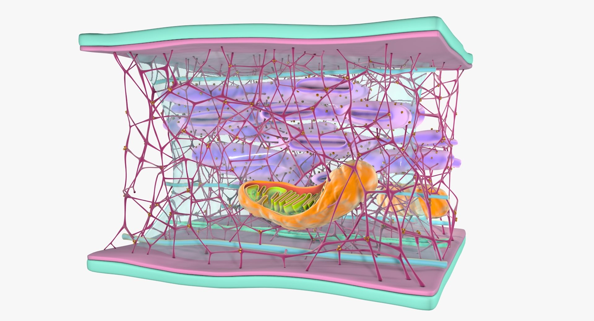 3D Cytoskeleton Structure Cell - TurboSquid 1295229