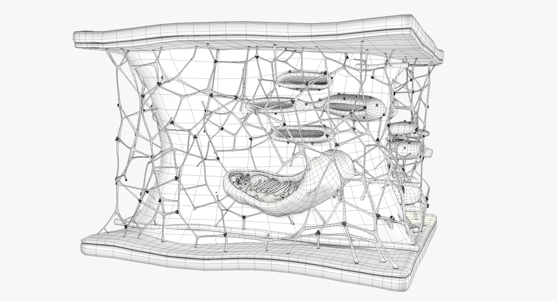 3D Cytoskeleton Structure Cell - TurboSquid 1295229
