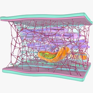 3D cytoskeleton structure cell