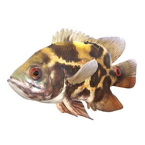 Astronotus Ocellatus Oscar Fish 3D model