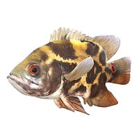 Astronotus Ocellatus Oscar Cidhlid