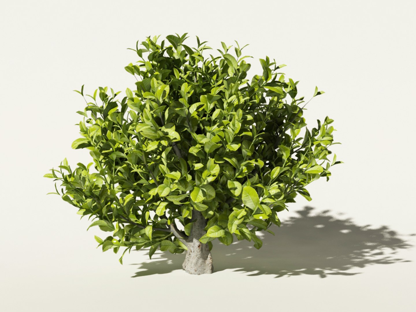 max tea bush https://p.turbosquid.com/ts-thumb/5W/gaHloR/8H3jmEUb/camellia_sinensis_3/jpg/1432293676/1920x1080/fit_q87/3cfb449f27af5e07fb2b23de4606ca3a49070049/camellia_sinensis_3.jpg