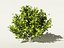 Camellia sinensis tea tree