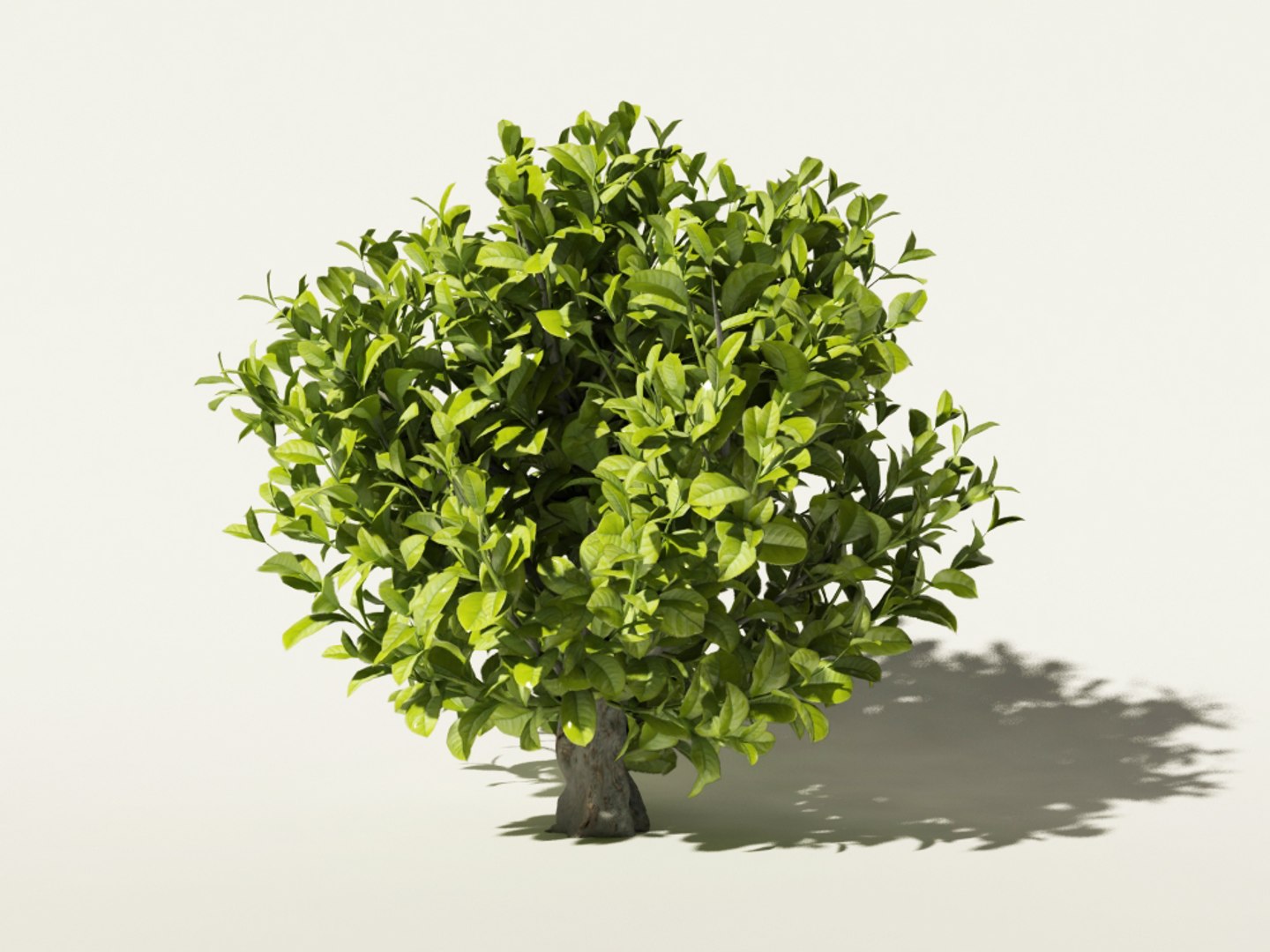 max tea bush https://p.turbosquid.com/ts-thumb/5W/gaHloR/EQKSe5Gn/camellia_sinensis_1/jpg/1432293676/1920x1080/fit_q87/9ae90ff37dc33aa19545b16247cc768e091d229f/camellia_sinensis_1.jpg
