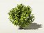 Camellia sinensis tea tree